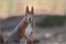 <p>VEVERKA OBECNÁ (Sciurus vulgaris) /Red squirrel - Eichhörnchen/</p>
